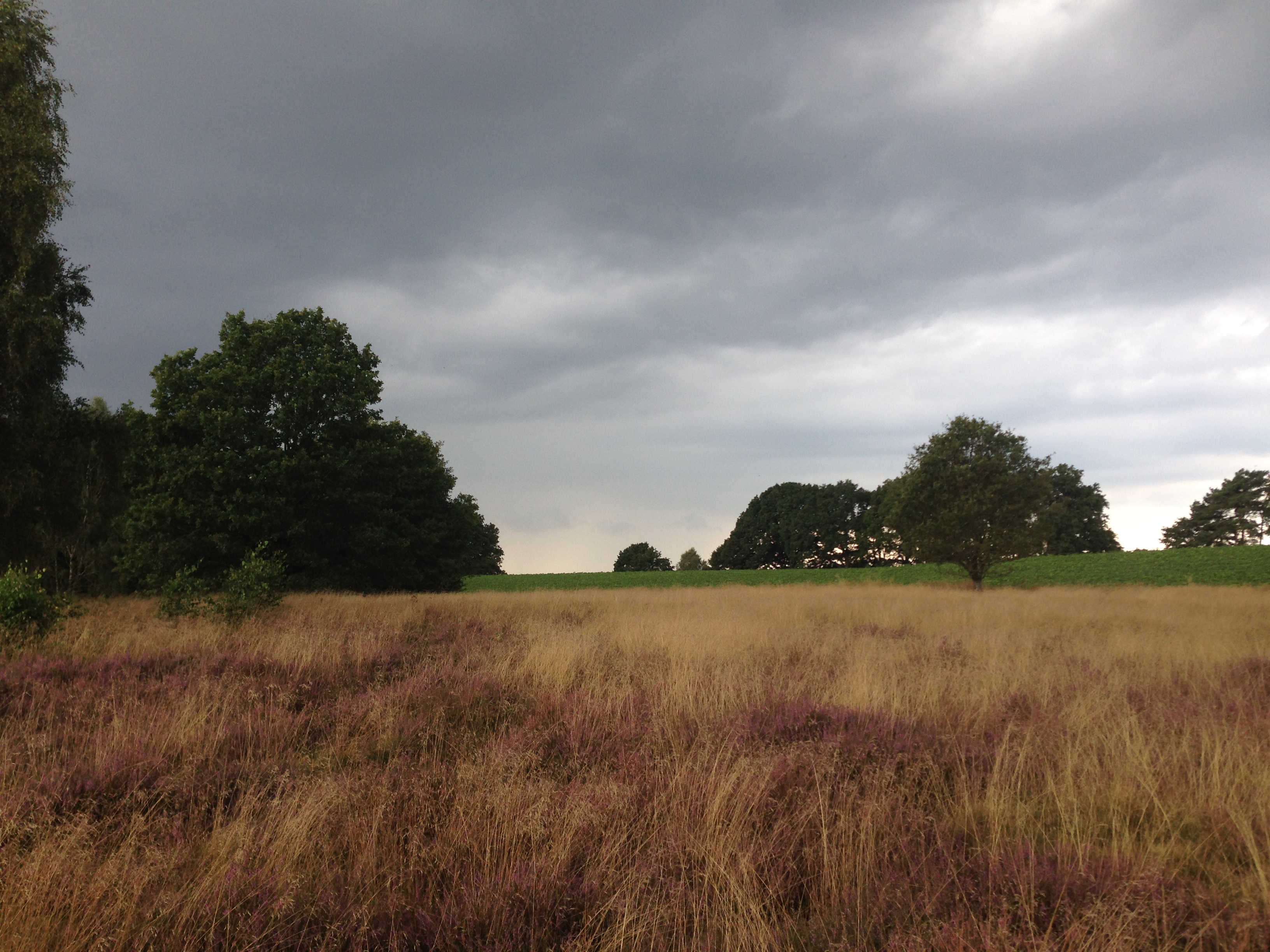 Lüneburger Heide bei Bispingen